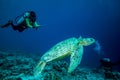 Diver and green sea turtle in Derawan, Kalimantan, Indonesia underwater photo