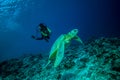 Diver and green sea turtle in Derawan, Kalimantan, Indonesia underwater photo Royalty Free Stock Photo