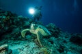 Diver and green sea turtle in Derawan, Kalimantan, Indonesia underwater photo Royalty Free Stock Photo