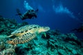 Diver and green sea turtle in Derawan, Kalimantan, Indonesia underwater photo Royalty Free Stock Photo