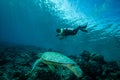 Diver and green sea turtle in Derawan, Kalimantan, Indonesia underwater photo Royalty Free Stock Photo
