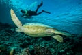 Diver and green sea turtle in Derawan, Kalimantan, Indonesia underwater photo Royalty Free Stock Photo