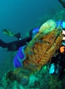 Diver holding a Shovel-nose Lobster Royalty Free Stock Photo