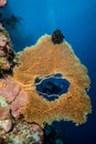 Diver in the hole of sea fan in Derawan, Kalimantan, Indonesia underwater photo Royalty Free Stock Photo