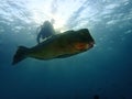 Diver and Humphead parrotfish on with beautiful sunlight penetrate into the ocean during the leisure dive in Mabul Island, Sabah.