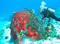 A Diver Investigates a Giant Barrel Sponge in the Caribbean Sea Royalty Free Stock Photo