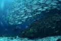 Diver and jack fish shoal