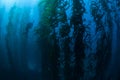 Diver in Kelp Forest Royalty Free Stock Photo