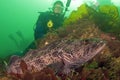 Diver with Ling Cod