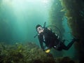 Diver looking into the camera in Catalina Royalty Free Stock Photo