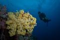 Diver looking at a coral