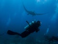 Diver with a manta ray Royalty Free Stock Photo