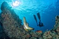 Diver meets a bat fish underwater Royalty Free Stock Photo