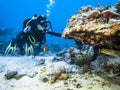 Diver met Sweetlip Fish hiding under coral at bottom in the Indian ocean Royalty Free Stock Photo