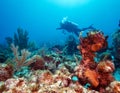 Diver near corals, Cuba