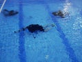 A diver in a neoprene wetsuit trains in the pool. A conrol of inexperienced divers