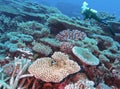 A Diver Observes a Coral Reef in the Marshall Islands