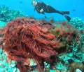 A Diver Observes a Large Filamentous Red Algae in the Pacific Ocean