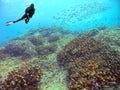 A Diver Observes Schooling Grunts on a Coral Reef off Costa Rica