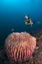 Diver over barrel sponge Royalty Free Stock Photo