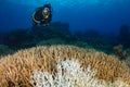 Diving over bleached corals