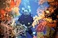 Diver Peers Through Soft Coral on Fujikawa Maru Royalty Free Stock Photo