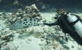 Diver petting a giant potato cod Royalty Free Stock Photo