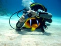 Diver photographer with anemon fish Royalty Free Stock Photo