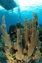 Diver and pillar coral