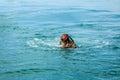 The diver plunges into the sea Royalty Free Stock Photo