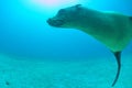 Diver and Puppy sea lion underwater looking at you Royalty Free Stock Photo