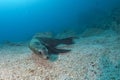 Diver and Puppy sea lion underwater looking at you Royalty Free Stock Photo