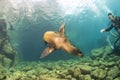 Diver and Puppy sea lion underwater looking at you Royalty Free Stock Photo