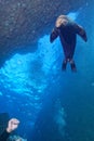 Diver and Puppy sea lion underwater looking at you Royalty Free Stock Photo