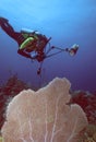 Diver and Purple Sea Fan Royalty Free Stock Photo