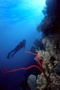 Diver and Red finger sponge