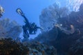 A diver in the Red Sea in Egypt sails past giant soft coral Alcyonacea Gorgonias. Colorful life on a coral reef. Diver heading.