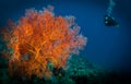 Diver on the reef, Gili Air, Indonesia Royalty Free Stock Photo