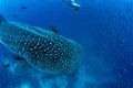 Diver researcher alongside a Whale Shark, Darwin Arch, Galapagos Royalty Free Stock Photo