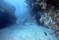 Diver in Roatan