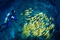 Diver & school of blue striped snappers, Maldives