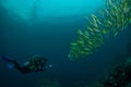 Diver and a school of fish