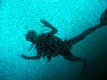 Diver with school of fishes Royalty Free Stock Photo