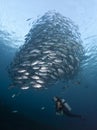 Diver with a school of Jacks