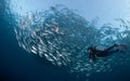 Diver with a school of Jacks Royalty Free Stock Photo