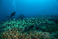 Diver and schooling fish above the coral reefs in Gili, Lombok, Nusa Tenggara Barat, Indonesia underwater photo