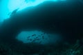 Diver, schooling fusilier in Ambon, Maluku, Indonesia underwater photo