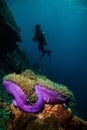 Diver scuba diving bunaken indonesia sea reef ocean close up Royalty Free Stock Photo