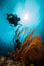 Diver and sea fan in Derawan, Kalimantan, Indonesia underwater photo Royalty Free Stock Photo