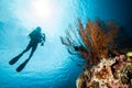Diver and sea fan in Derawan, Kalimantan, Indonesia underwater photo Royalty Free Stock Photo